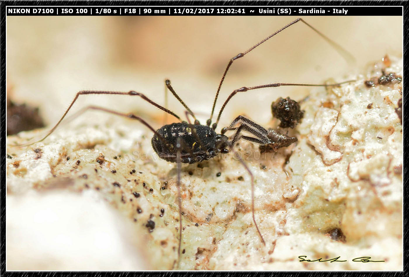 Mitostoma sabbadinii (Tedeschi & Sciaki, 1997) Nemastomatidae